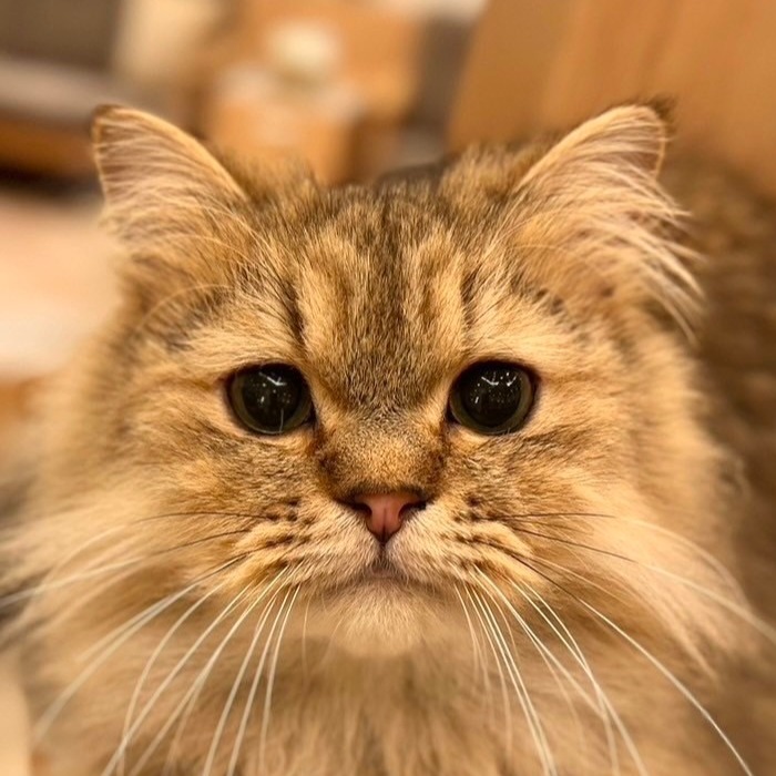 ごまきち